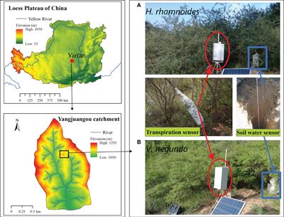 Responses of sap flow density of two shrub species to rainfall classes on the semiarid Loess Plateau of China